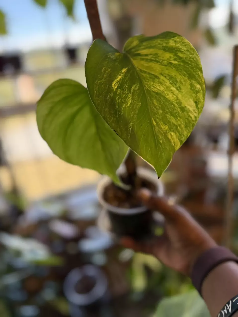 Monstera Aurea #2 thumbnail