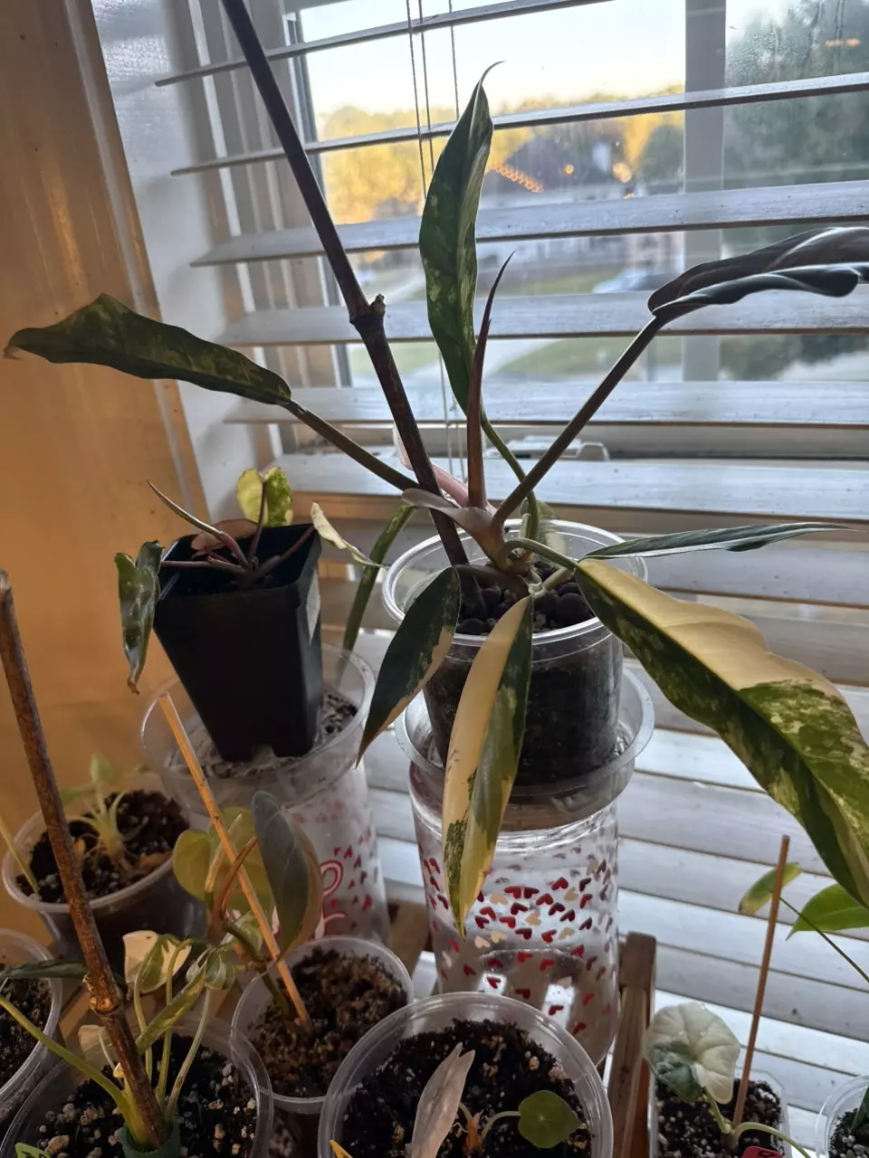 Caramel Marble thumbnail