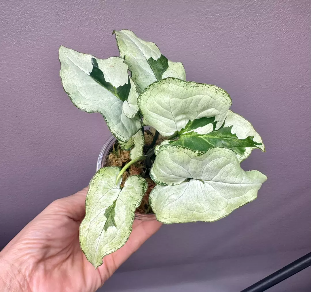 Syngonium green beauty thumbnail