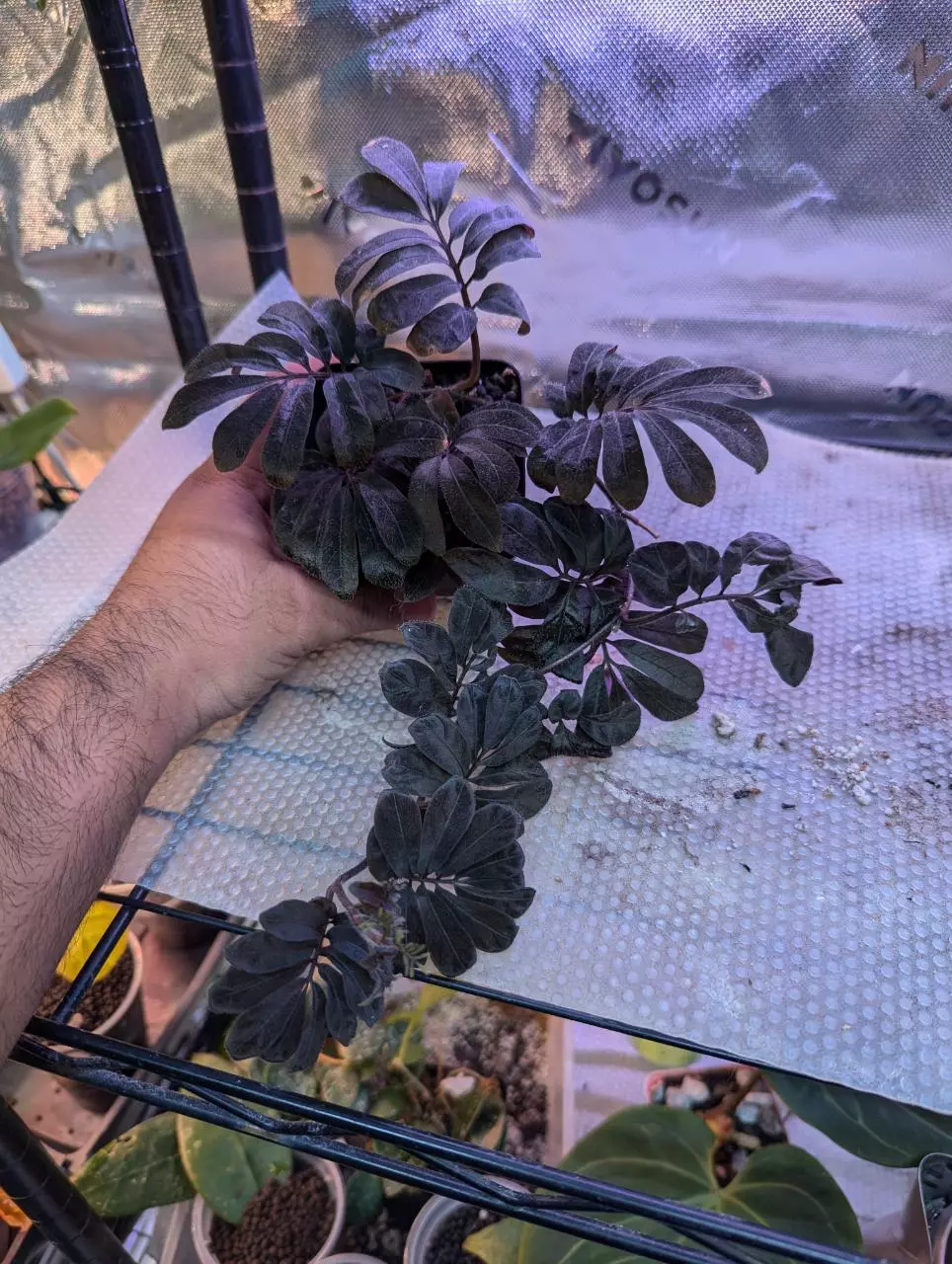 Solanum Uleanum #2 thumbnail