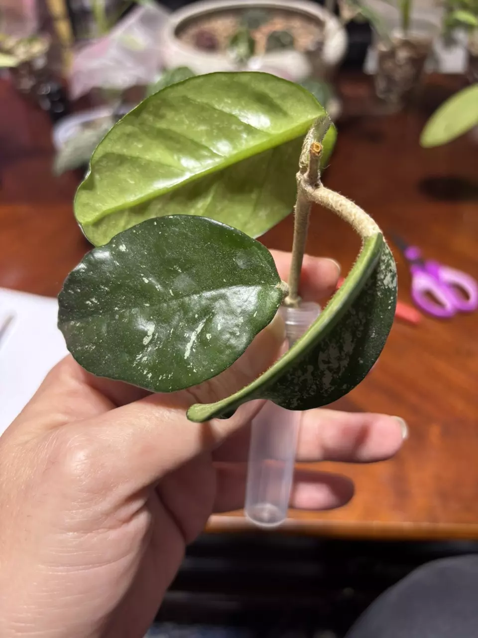 #105 Hoya Krinkle Splash 8 thumbnail