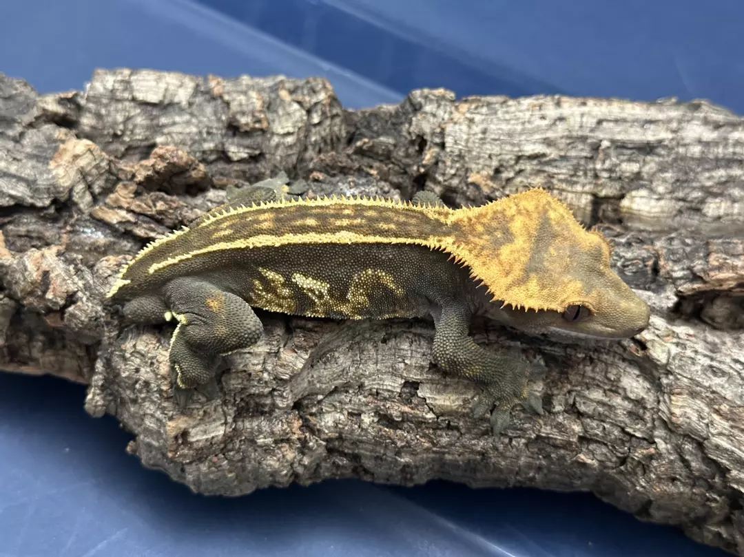 260 30g Male Super Empty back thumbnail