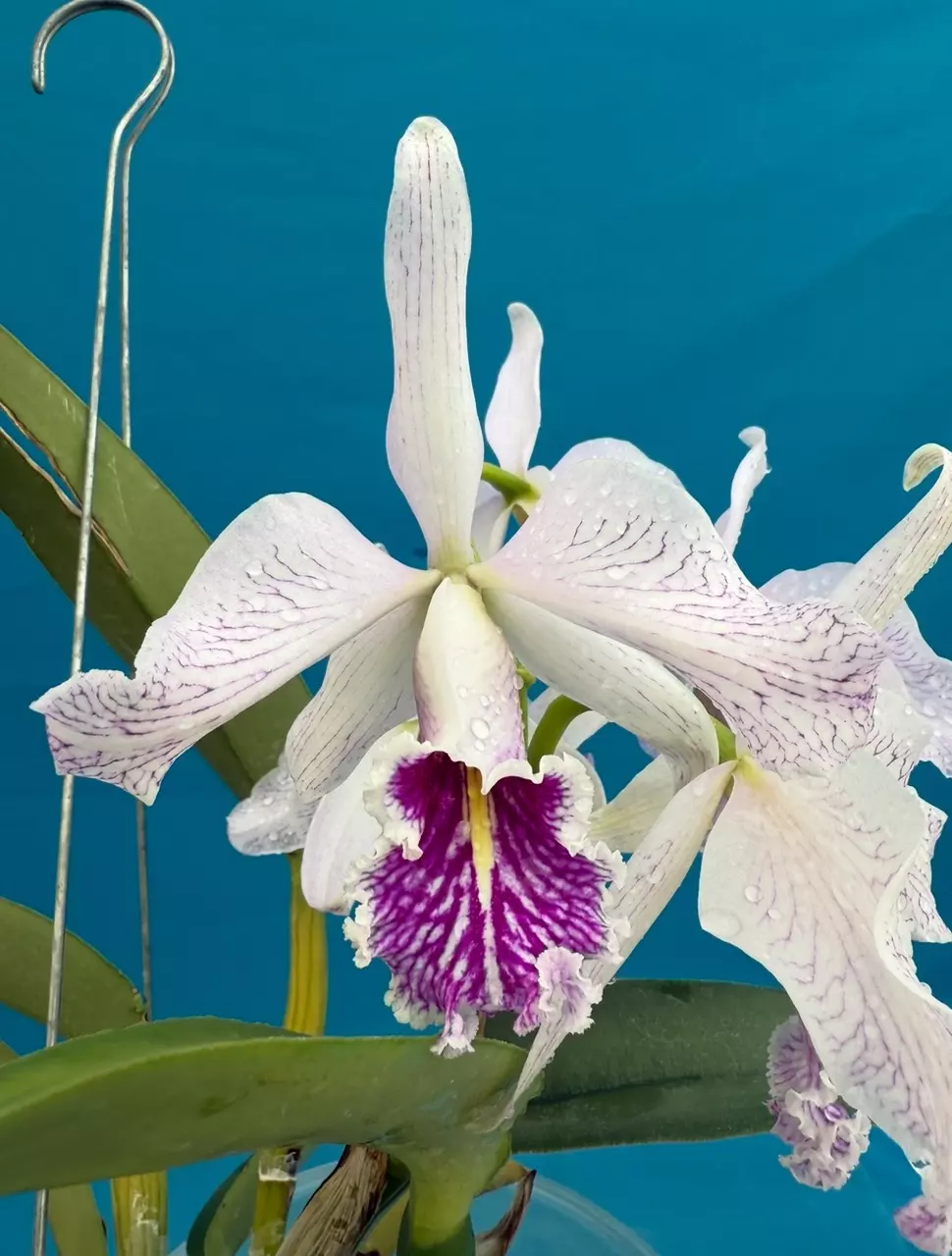 Lc Graf’s Margarita X Cattleya maxima Semi Alba ‘Orchid Eros’ NBS Plant 6” Pot thumbnail