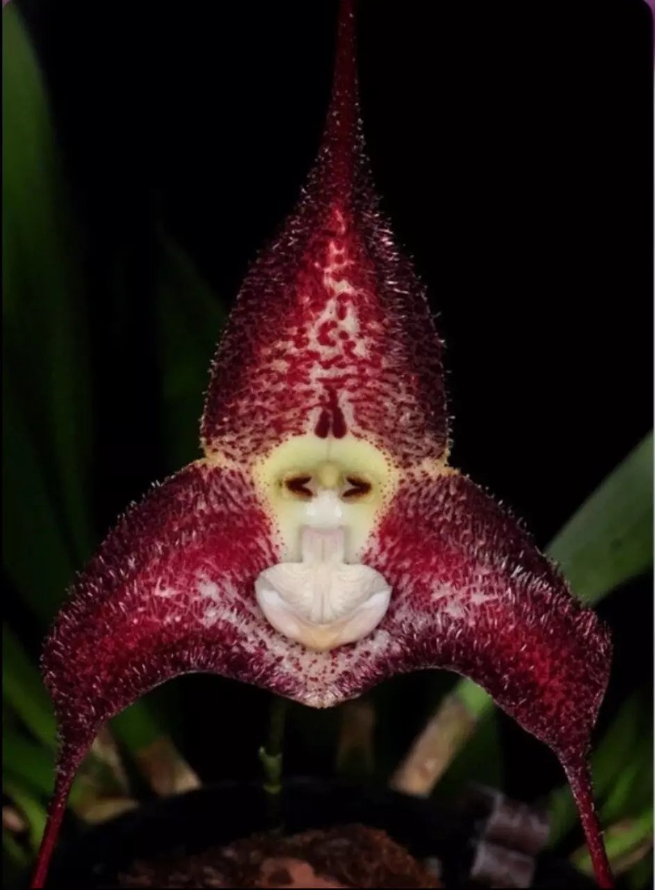 Dracula polyphemus ‘Hawk Hill’ Red Ivory Orchid Species Divisions 1.5-2” Pot thumbnail