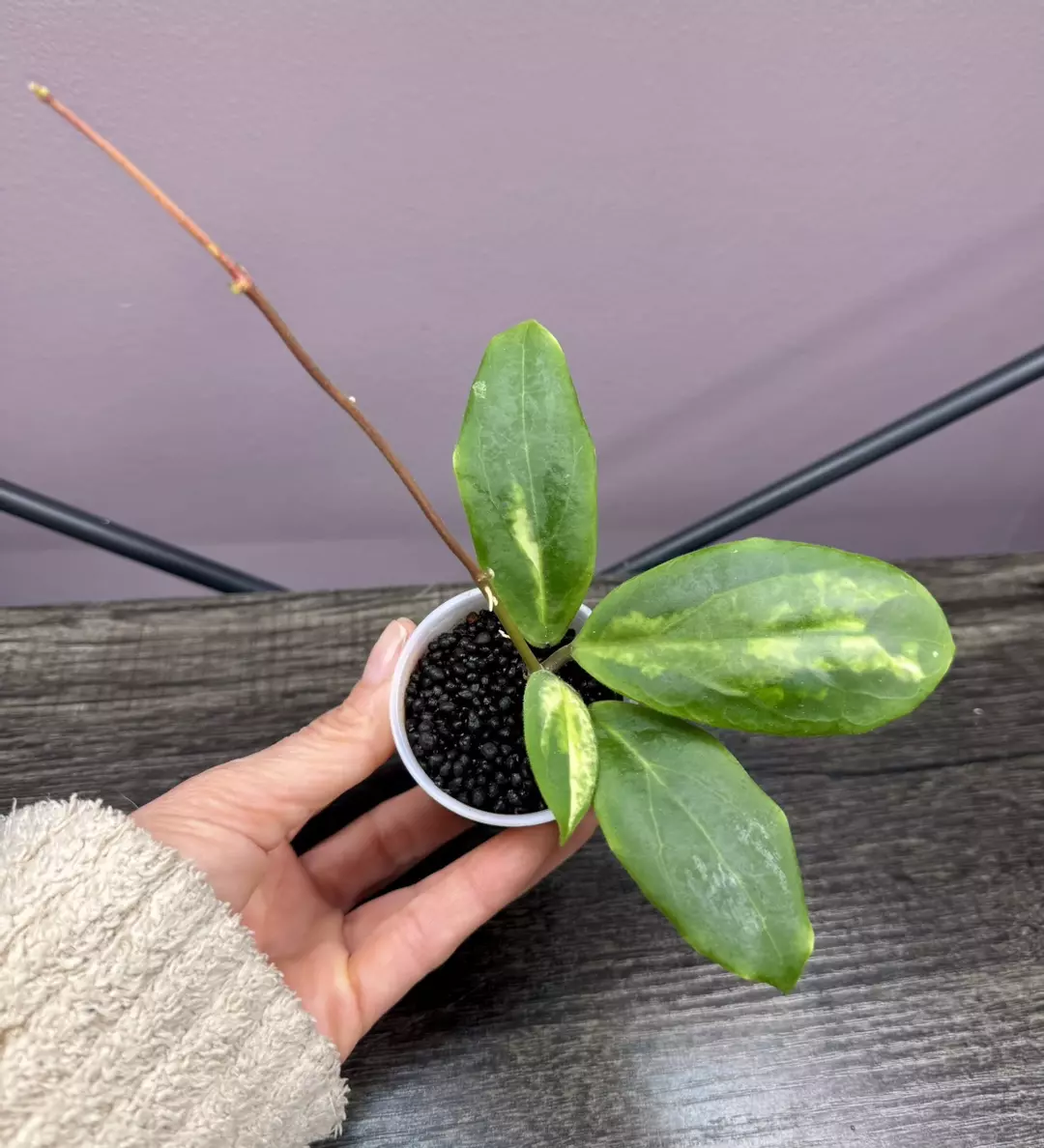 Hoya incrassata inner variegated thumbnail