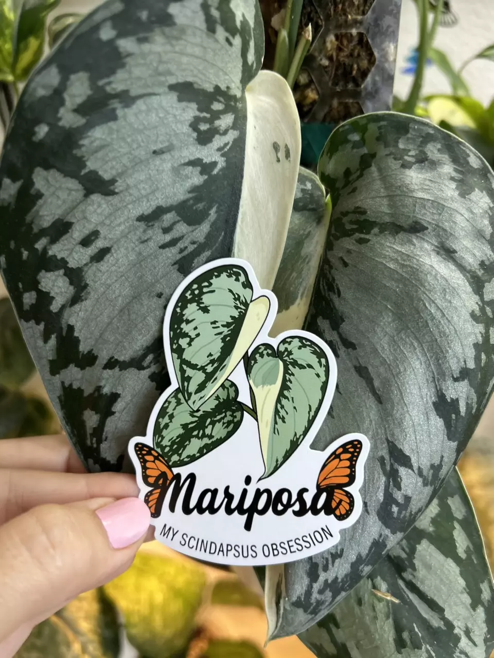 Scindapsus Mariposa Sticker thumbnail