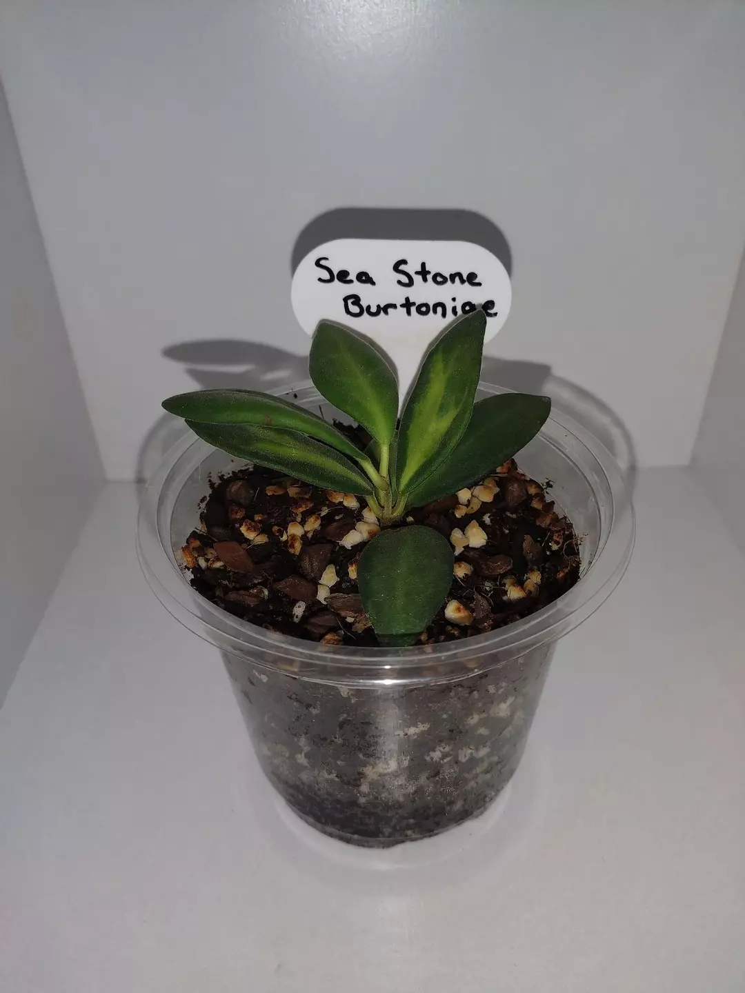 Hoya Burtoniae thumbnail