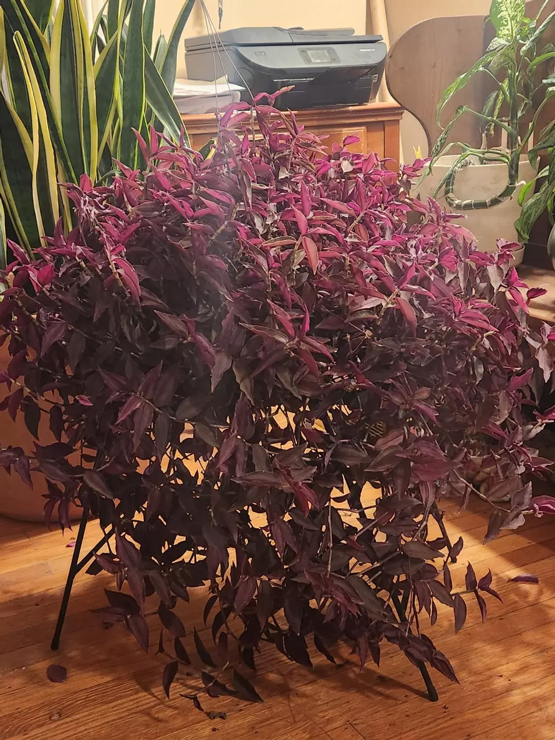 Wandering jew unrooted cuttings thumbnail