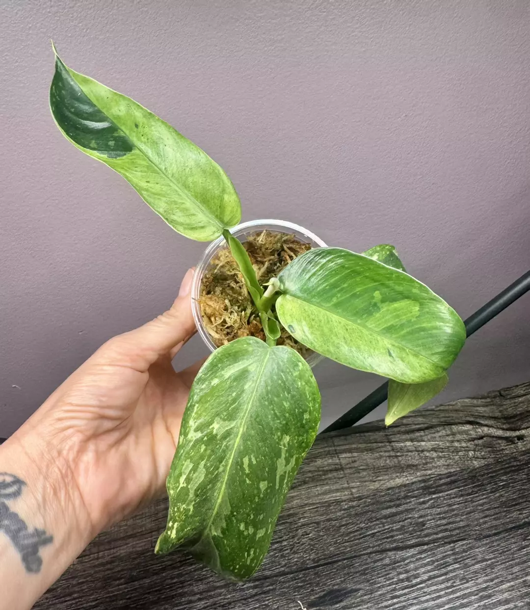 Philo Texas Jose Bueno thumbnail