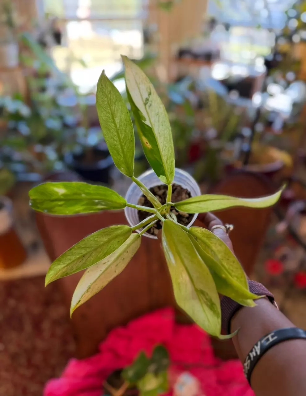 Emerald King #2 thumbnail