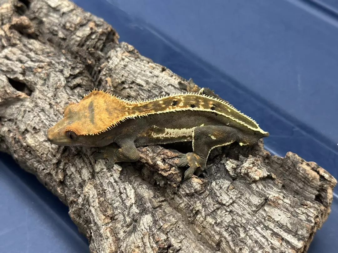 295a 27g Male Emptyback white out thumbnail