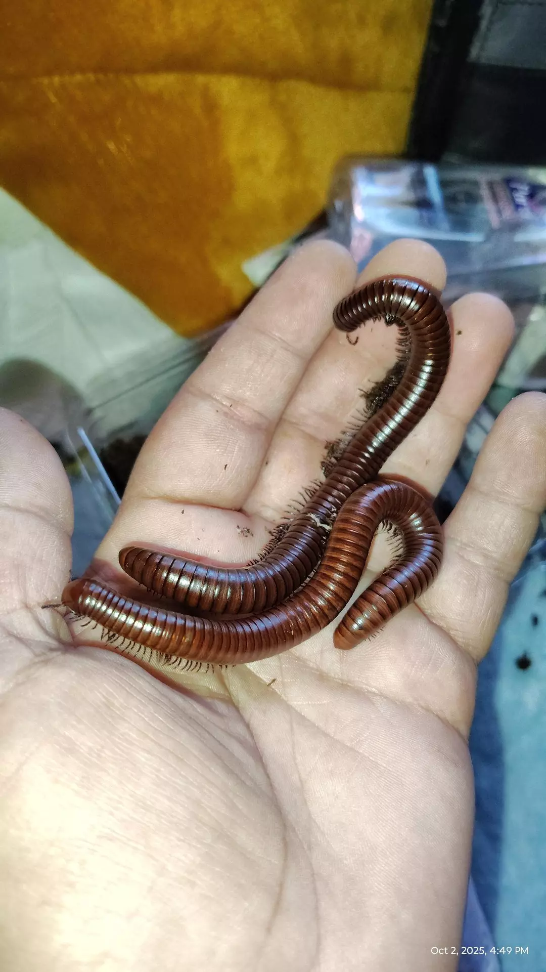 Orthoporus ornatus "chocolate dessert millipedes" thumbnail