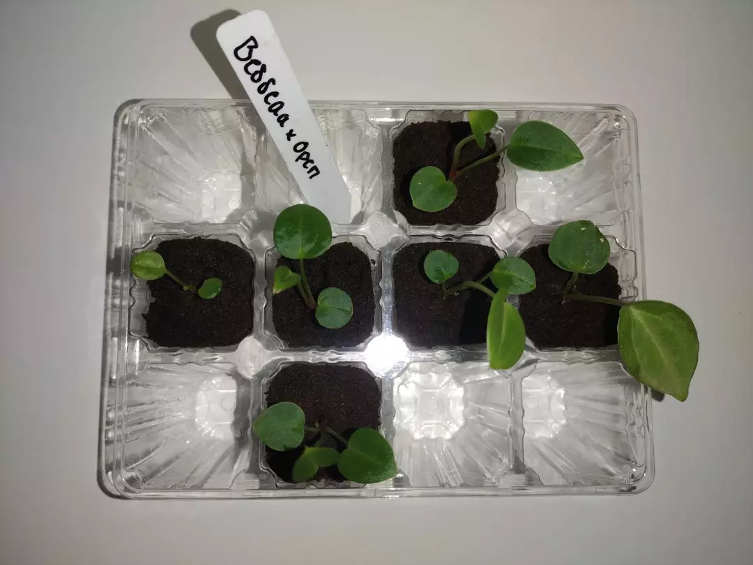 Anthurium Besseae × Open thumbnail