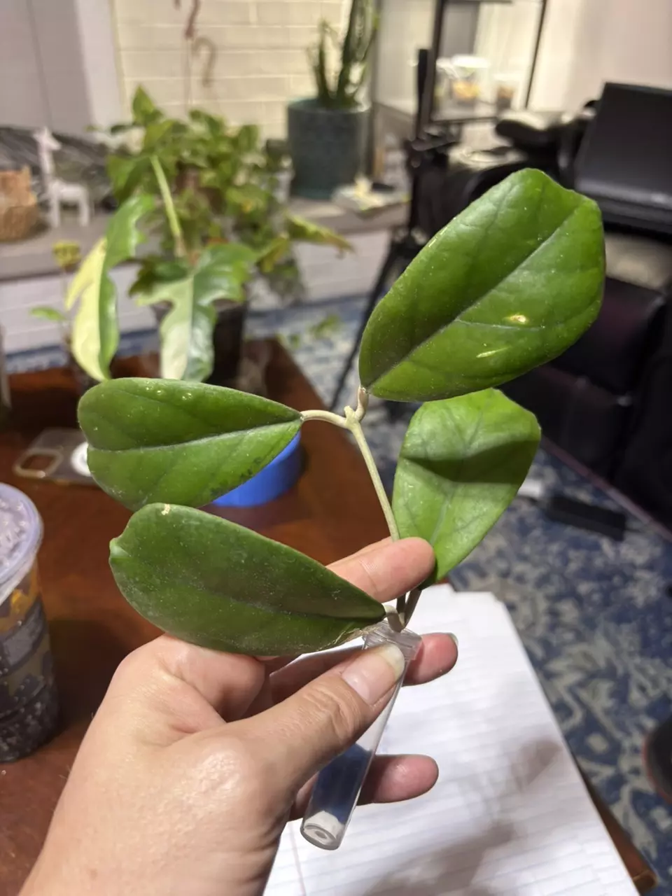 #108 Hoya Lost Tag thumbnail