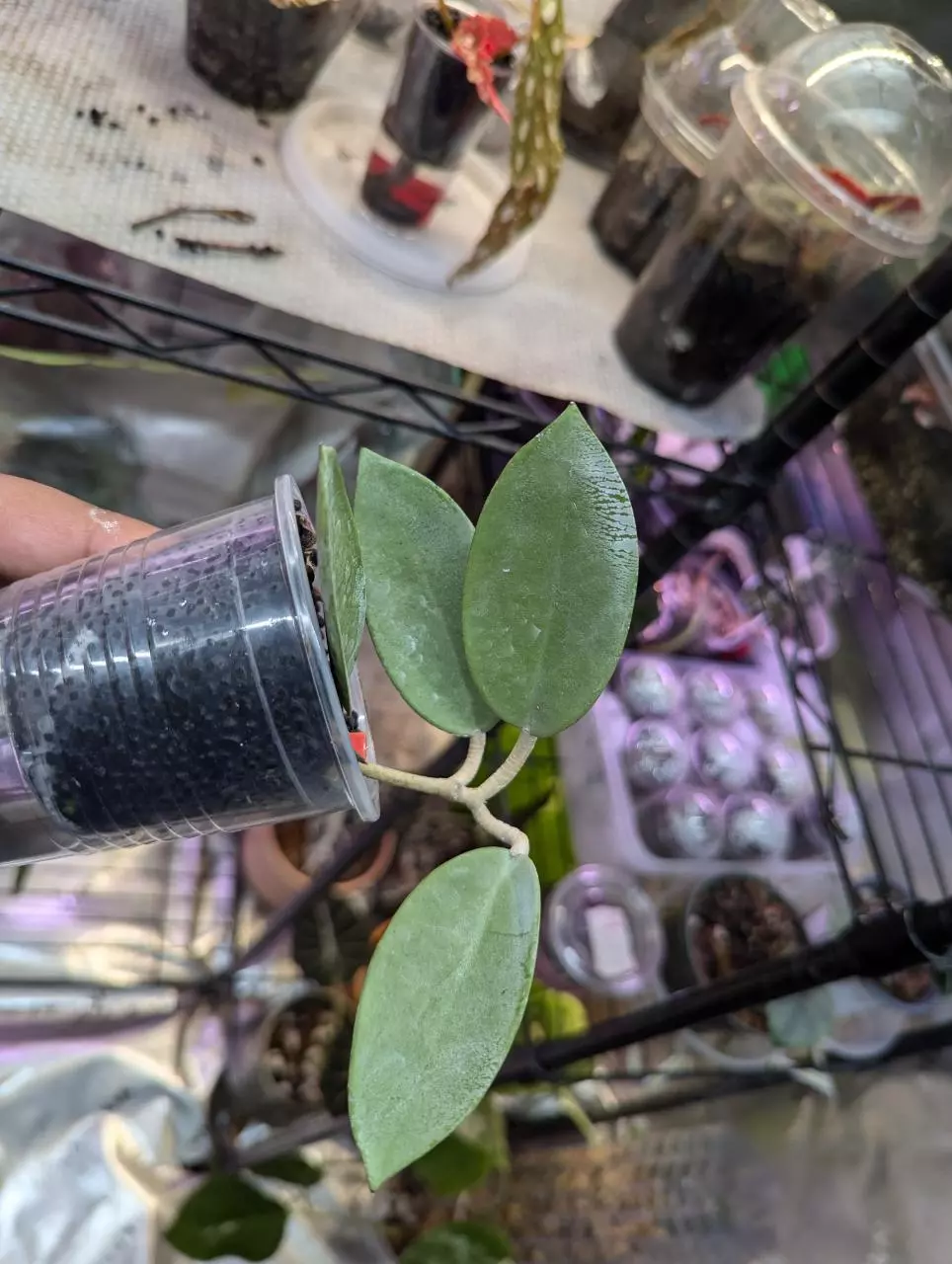 Hoya silver dollar thumbnail