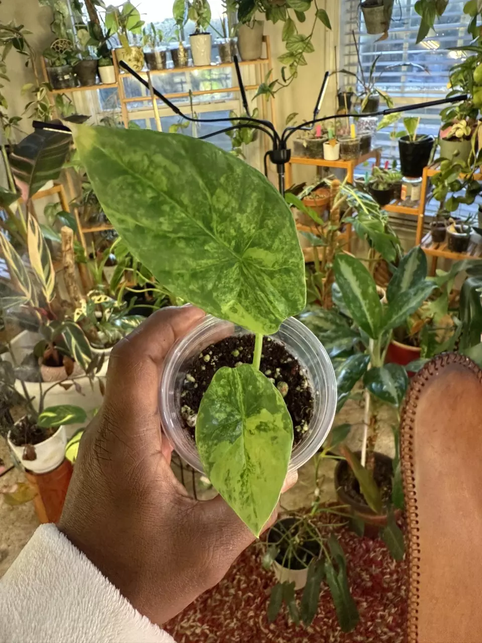 Variegated Sinuata thumbnail