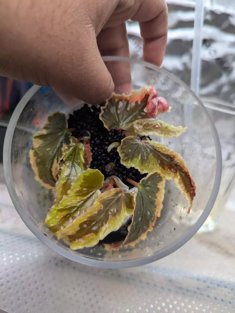 Begonia Dainty Spray Sport cutting thumbnail