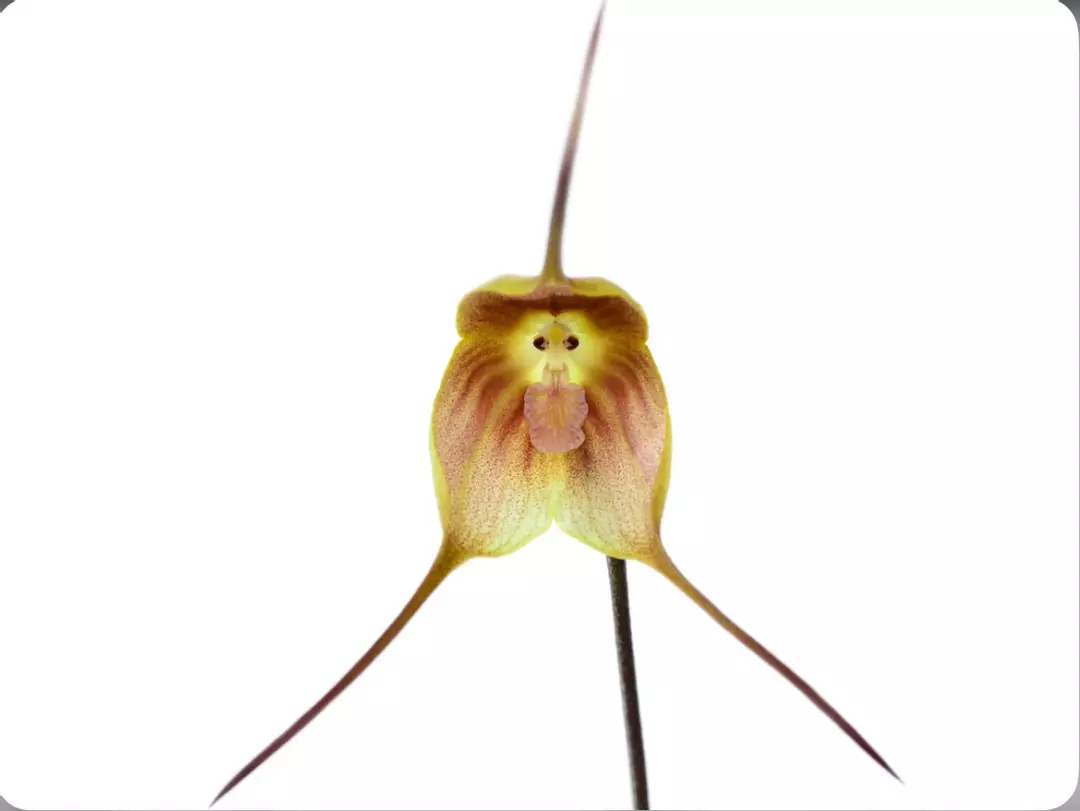 Dracula dalstroemii Orchid Species Bloom Size Division 1.5-2” Pot thumbnail