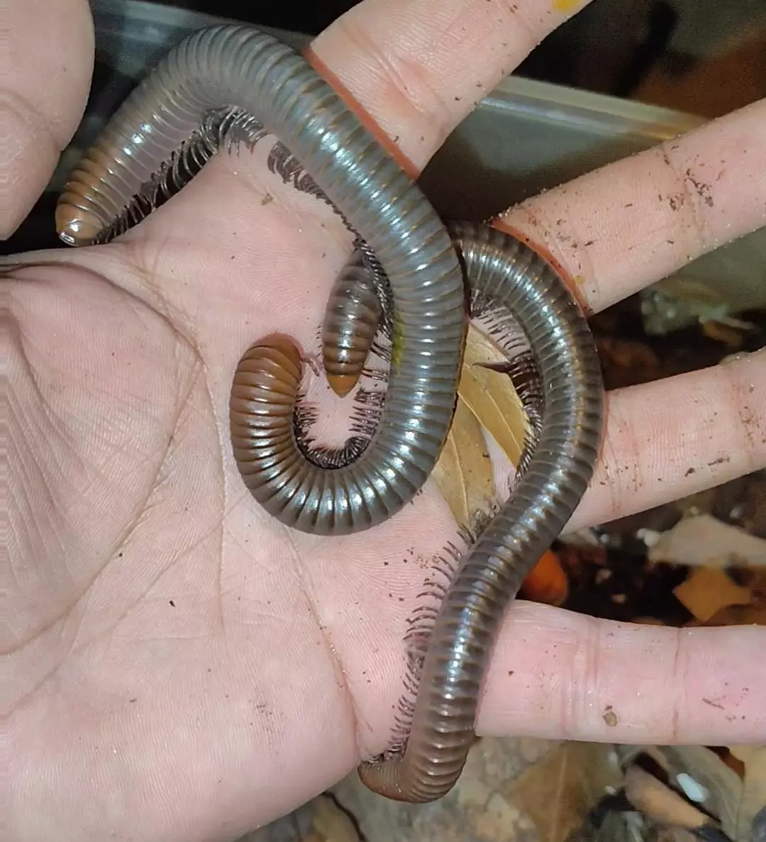 Spirostreptus servatius "firehead millipedes" thumbnail