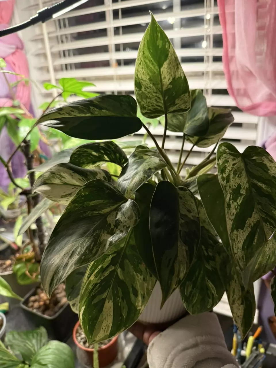 Emerald King thumbnail