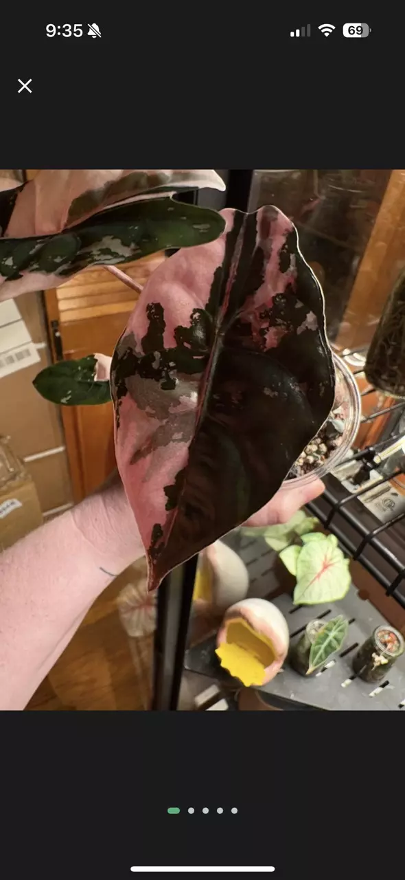 Pink Chantrieri CORM thumbnail