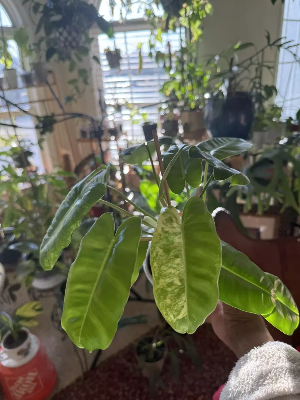 Variegated Burle Marx thumbnail