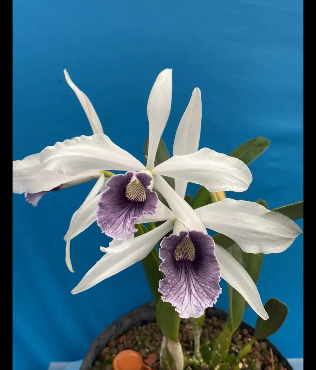 Cattleya purpurata werkhauseri Species Orchid Eros Breeding Stock 4” RePot thumbnail