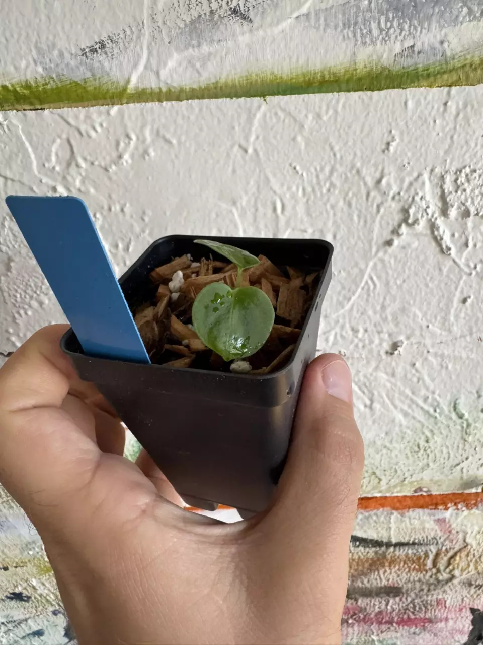 Anthurium ( Besseae x Bvep ) x Magnificum thumbnail