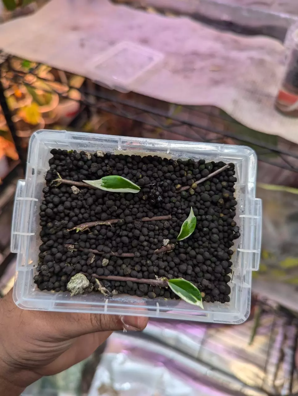 Add on only - Hoya Pubicalyx Albo stem cutting thumbnail