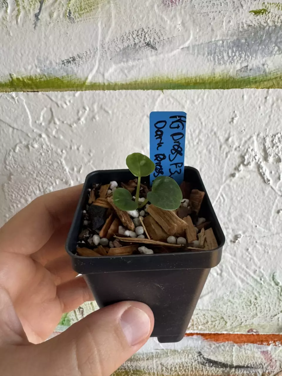 Anthurium RG Dressleri F3 x Dark Dressleri x RG Dressleri F2 thumbnail