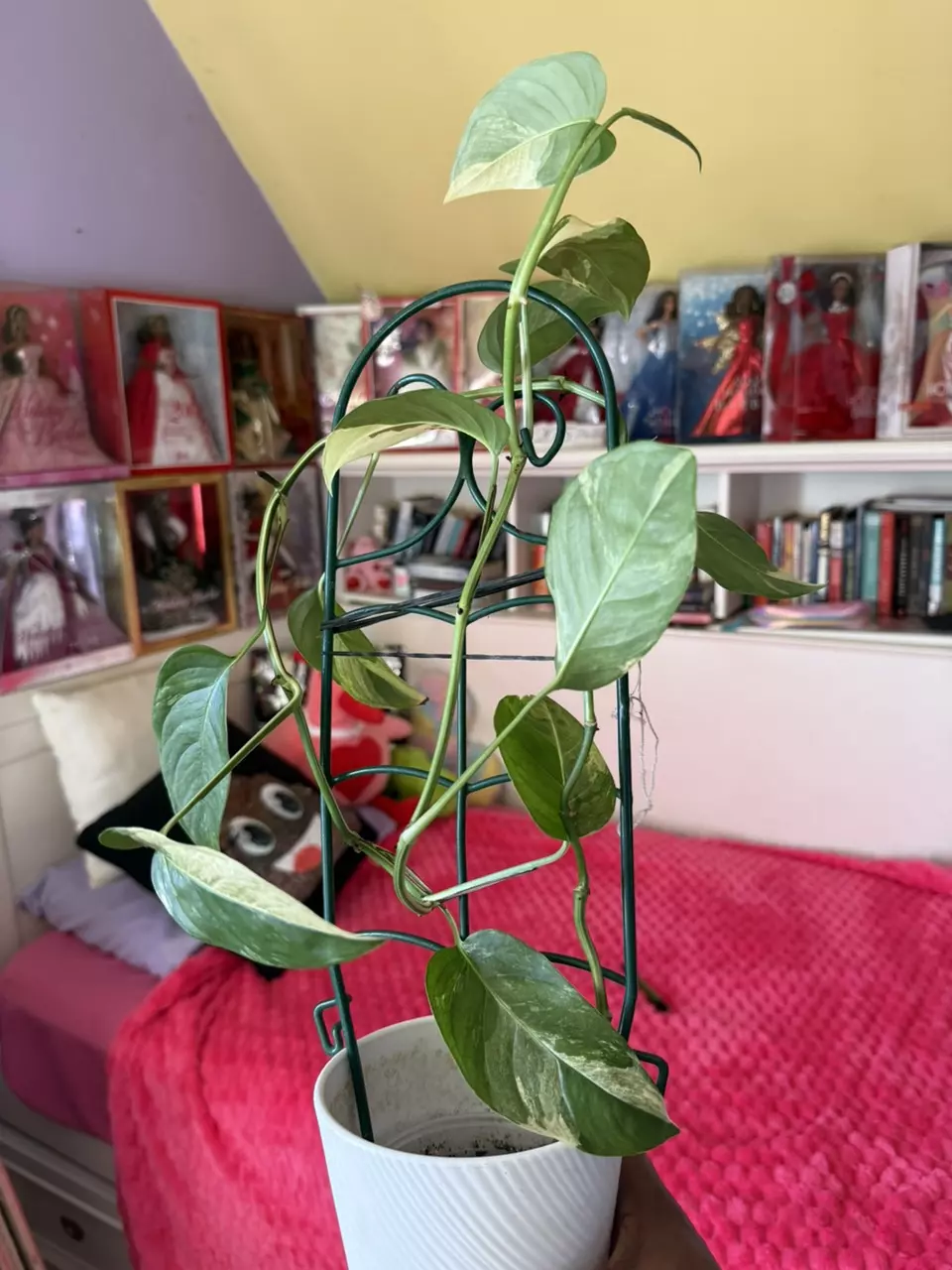 Laniata Mint thumbnail