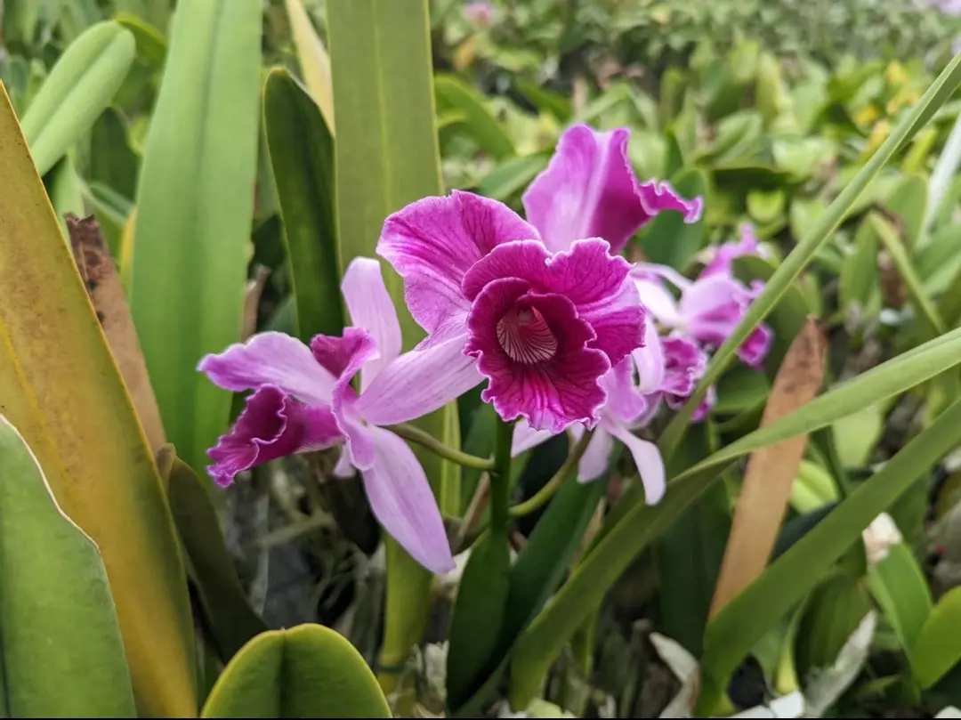 Cattleya purpurata trilabella X Self Species Orchid Eros Breeding Stock 4” Pot thumbnail