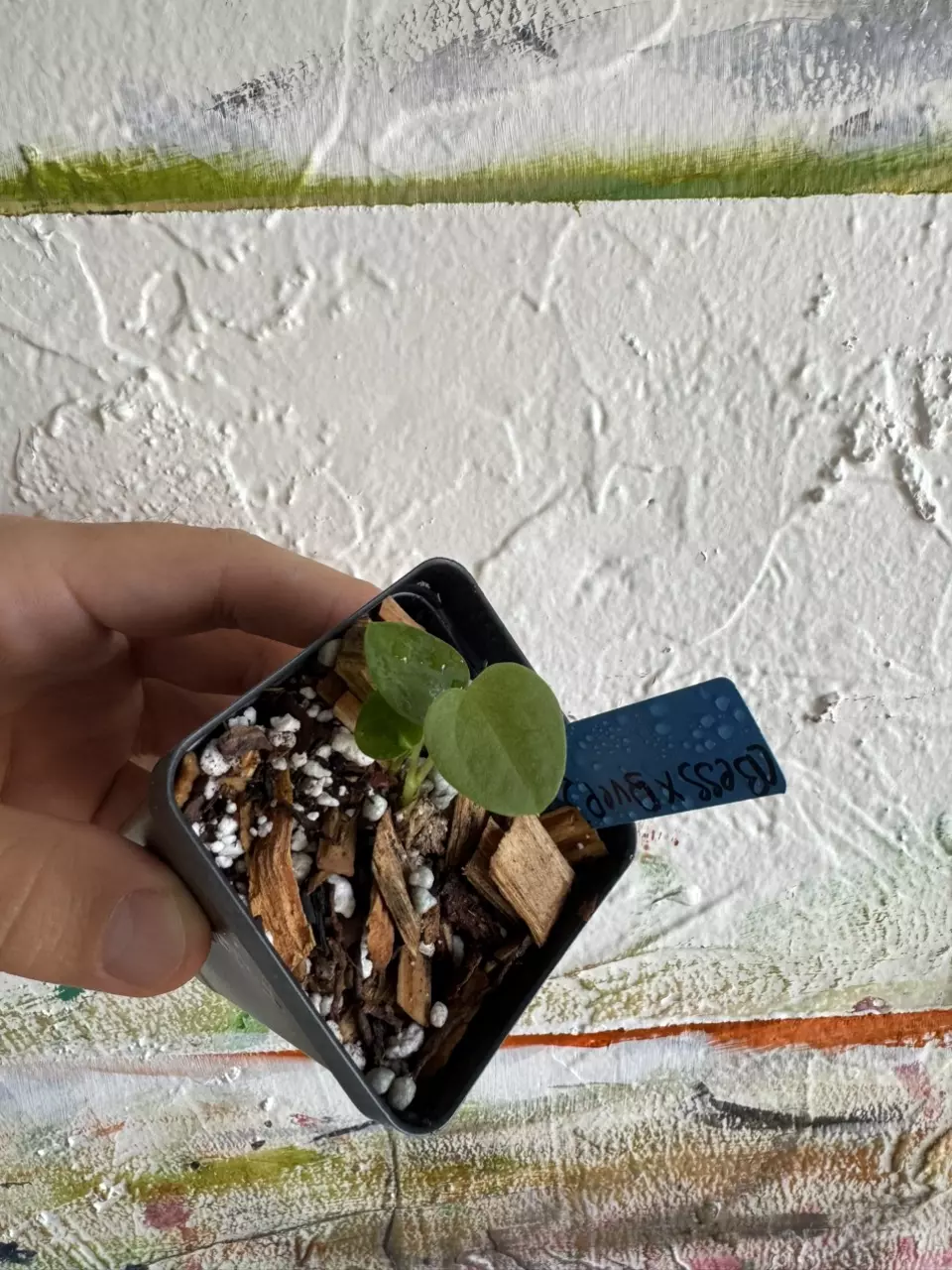 Anthurium ( Besseae x Bvep ) x Magnificum thumbnail