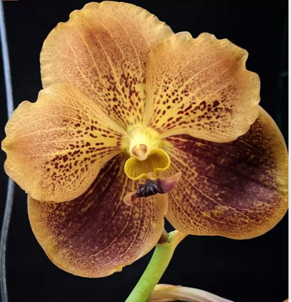 vanda taweesuksa x walrut leopard(Varut Leopard) - orchid plant thumbnail