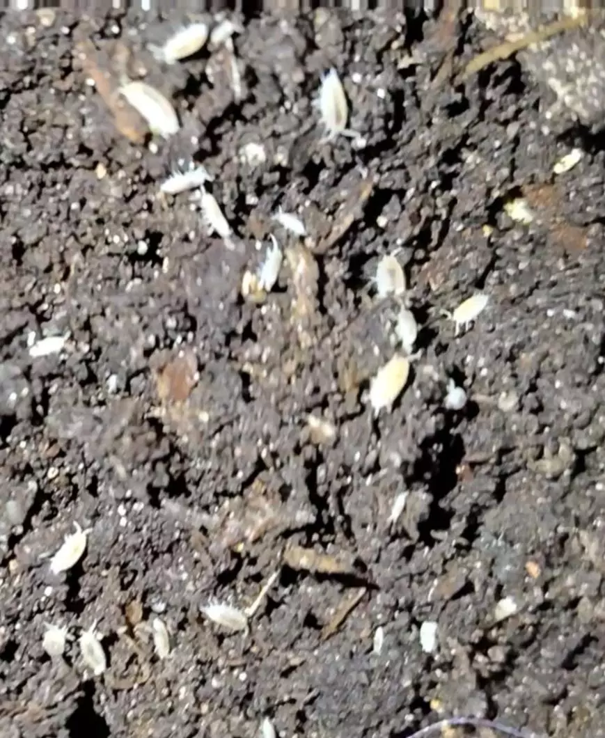 Trichorhina tomentosa "dwarf white isopods" thumbnail