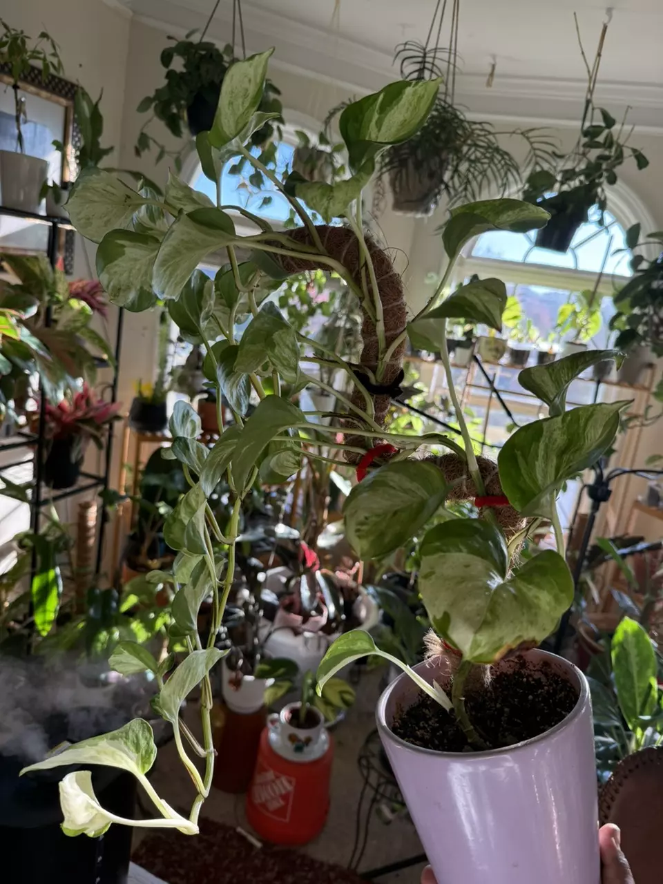 Manjula mounted on moss pole thumbnail