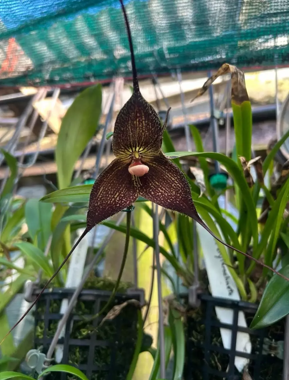 Dracula hirtzii ‘Blackie’ Orchid Species Bloom Size Division 1.5-2”” Pot thumbnail