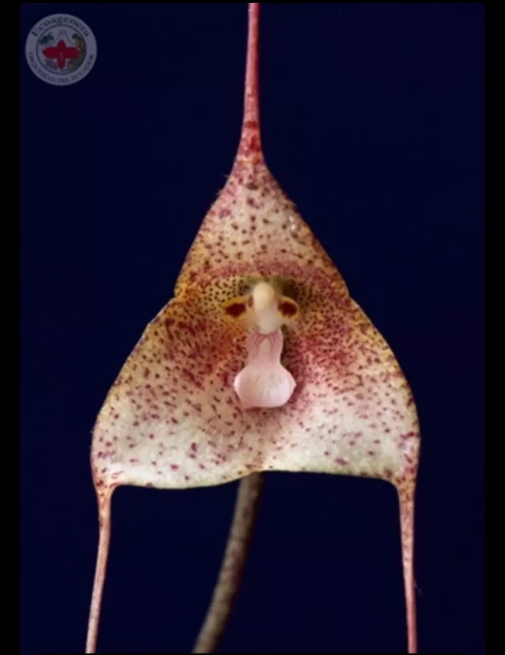 Dracula janitae Orchid Species Bloom Size Division 1.5” Pot thumbnail