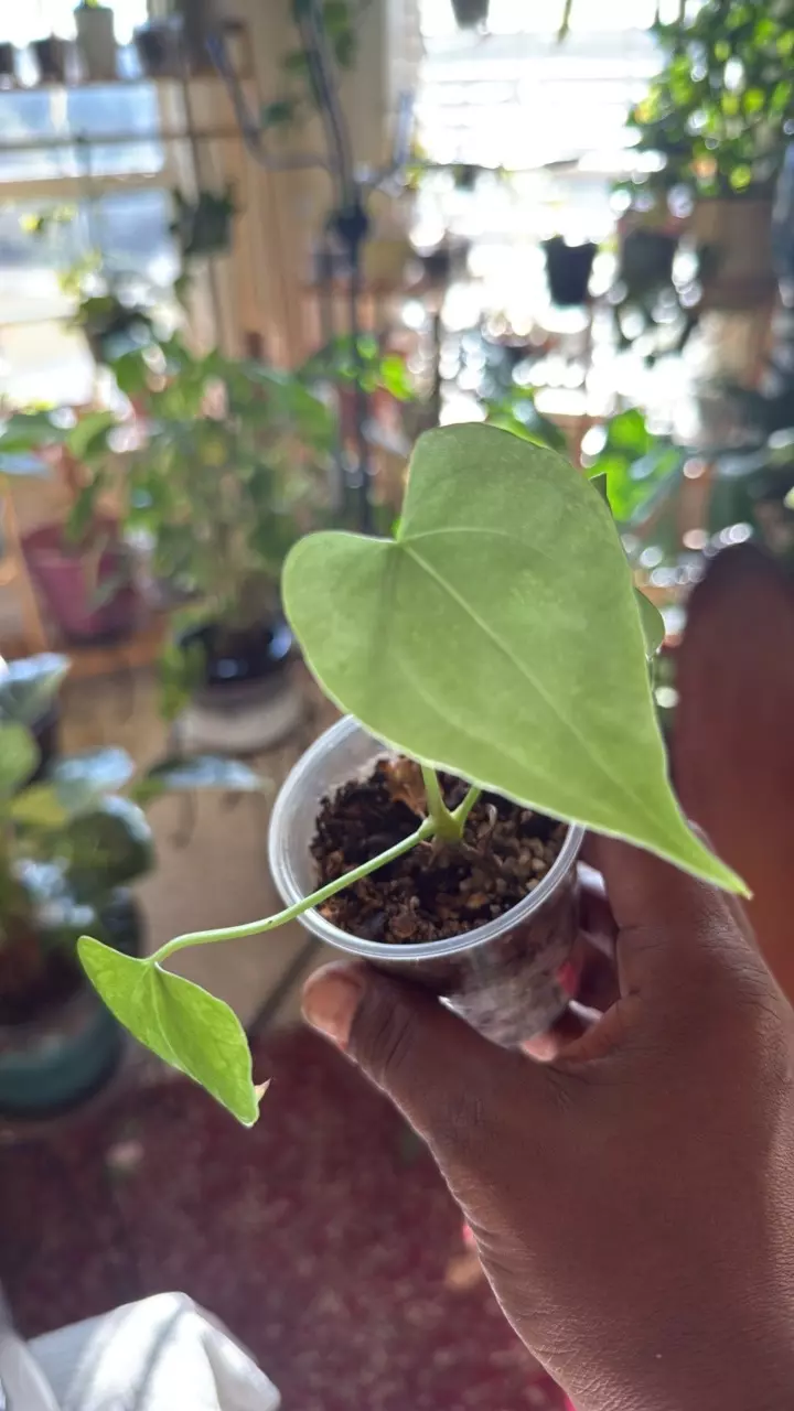 Delta Force thumbnail