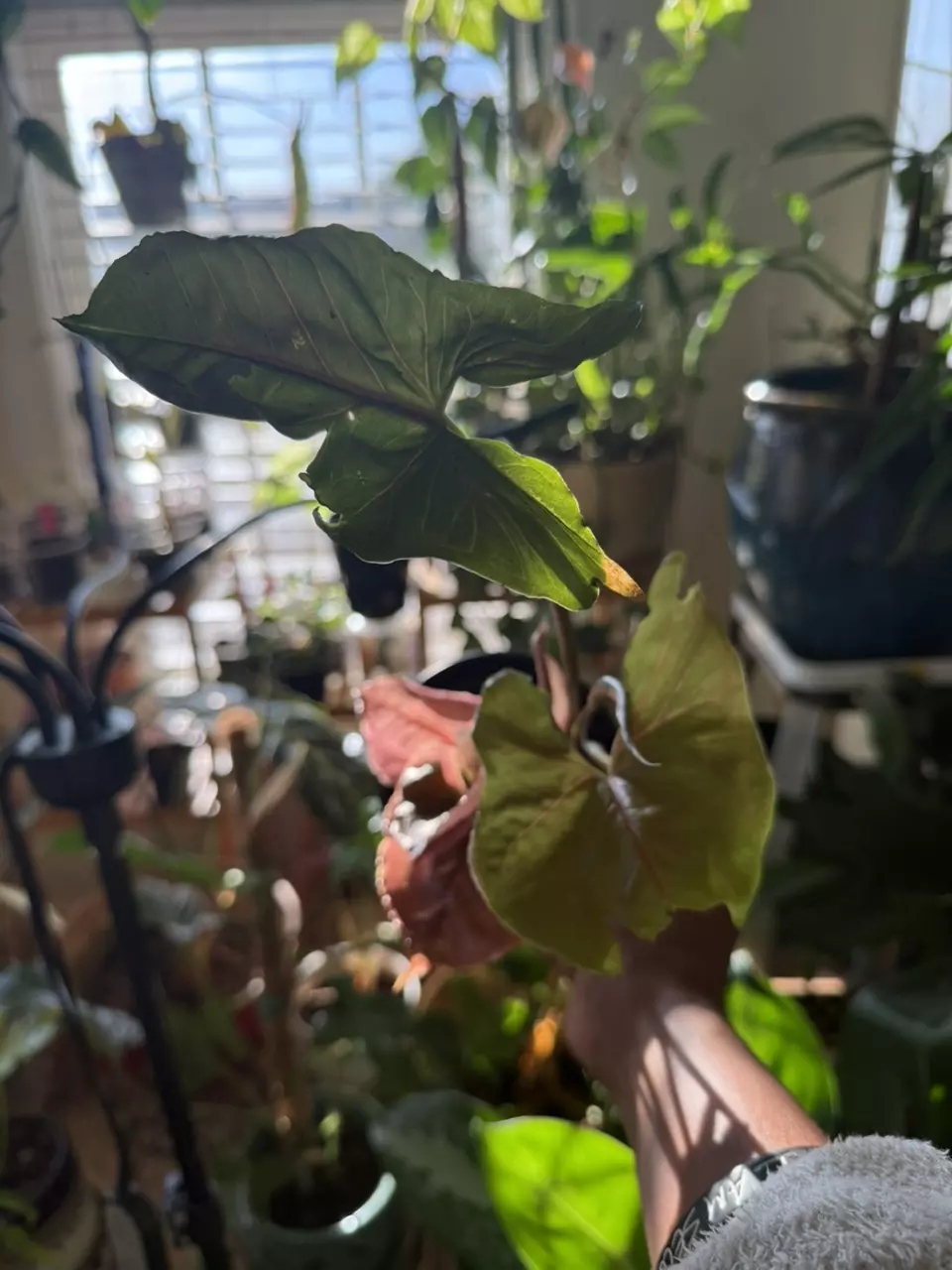 Strawberry Ice Galaxy thumbnail