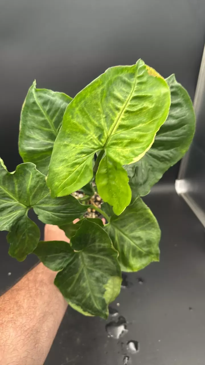 Variagated syngonium podophylum - “Synz” thumbnail