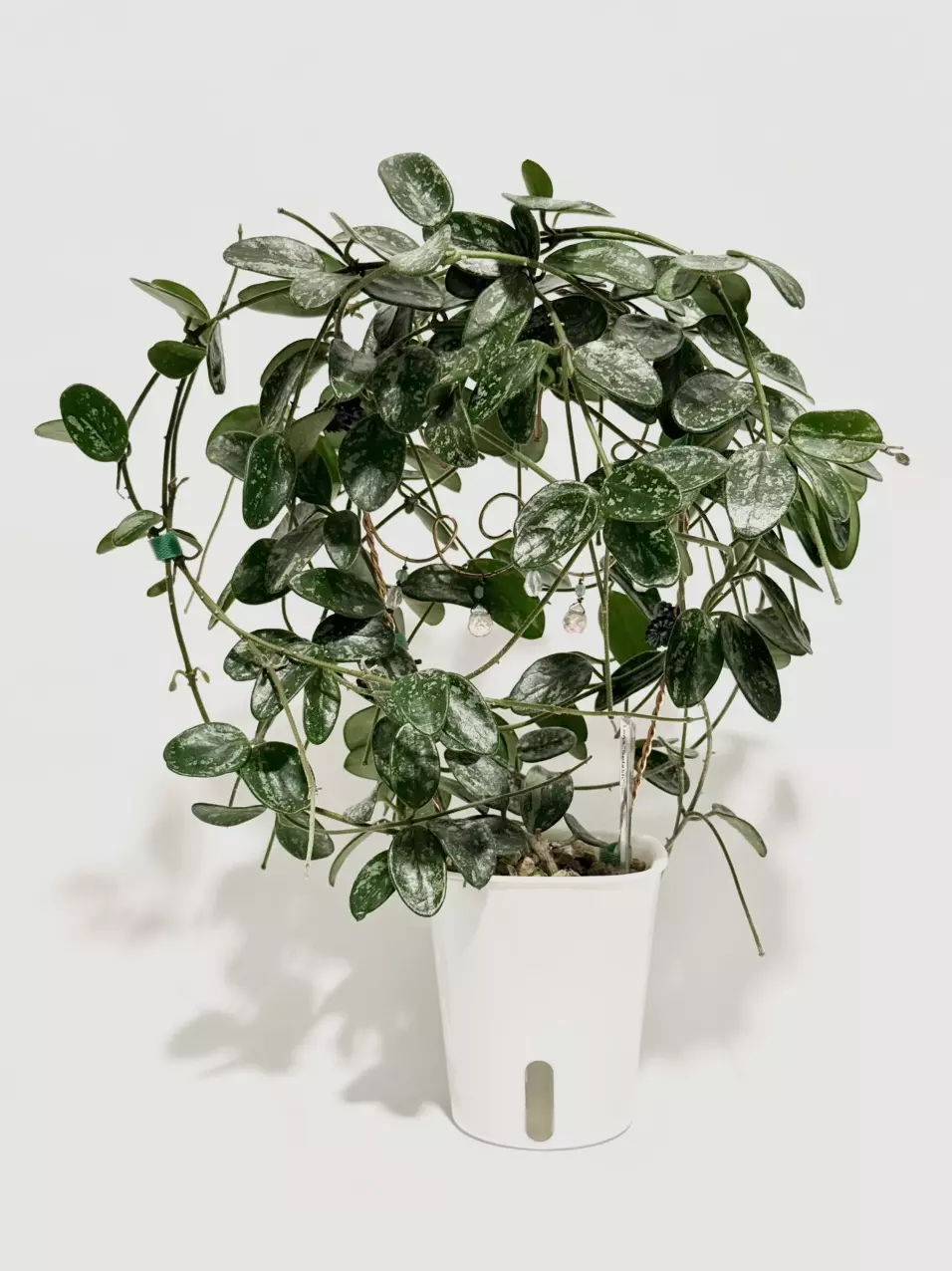 Hoya Lima ‘Splash’ thumbnail