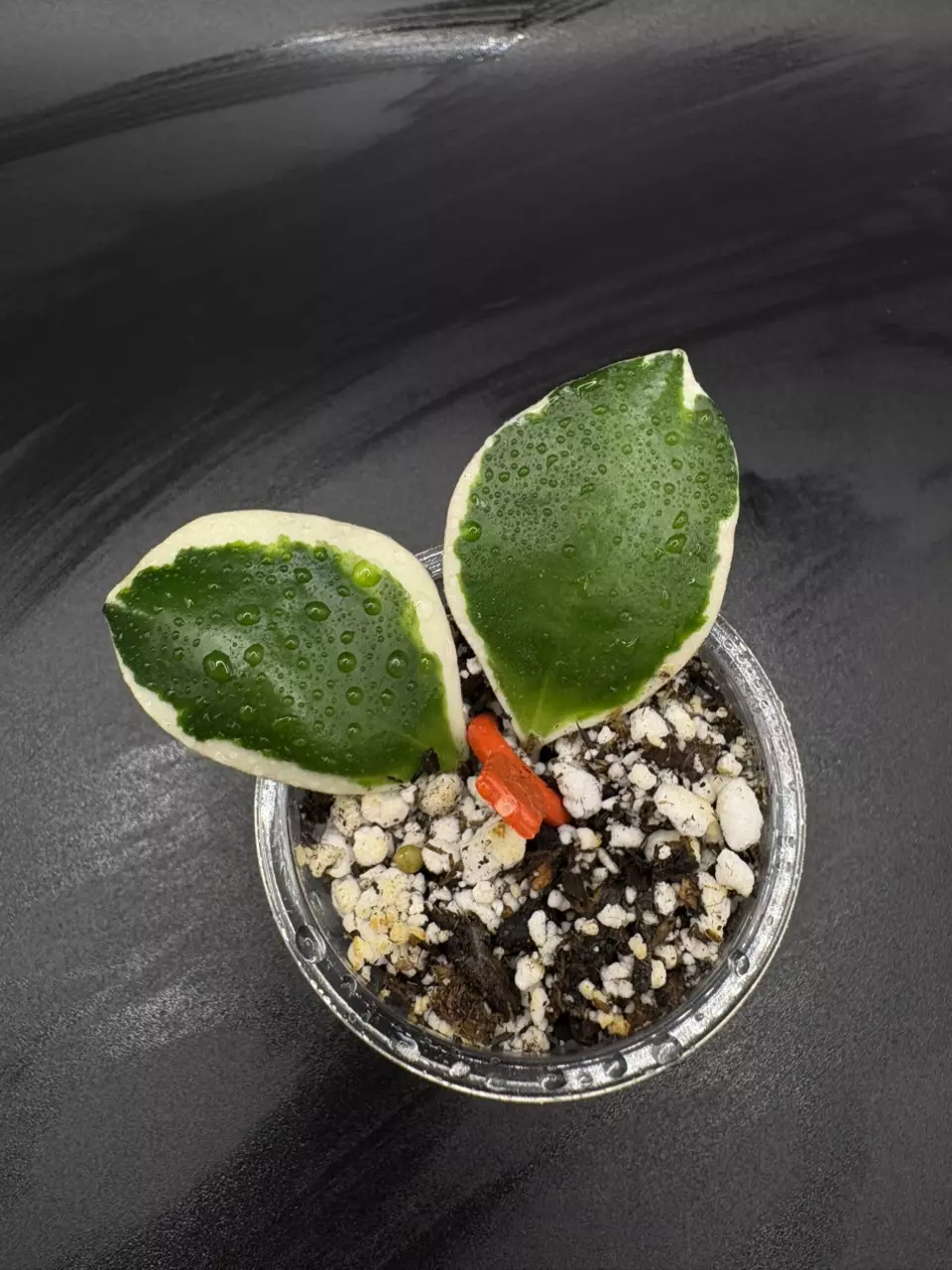 Hoya Palta Albo rooted thumbnail