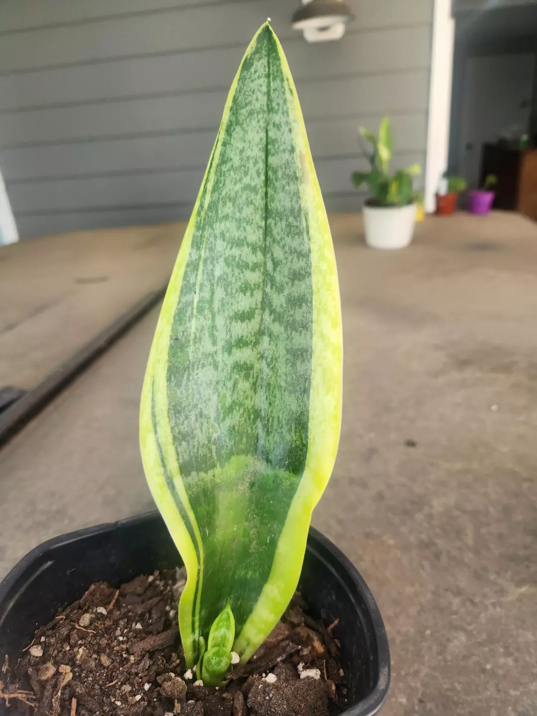 Sansevieria thumbnail