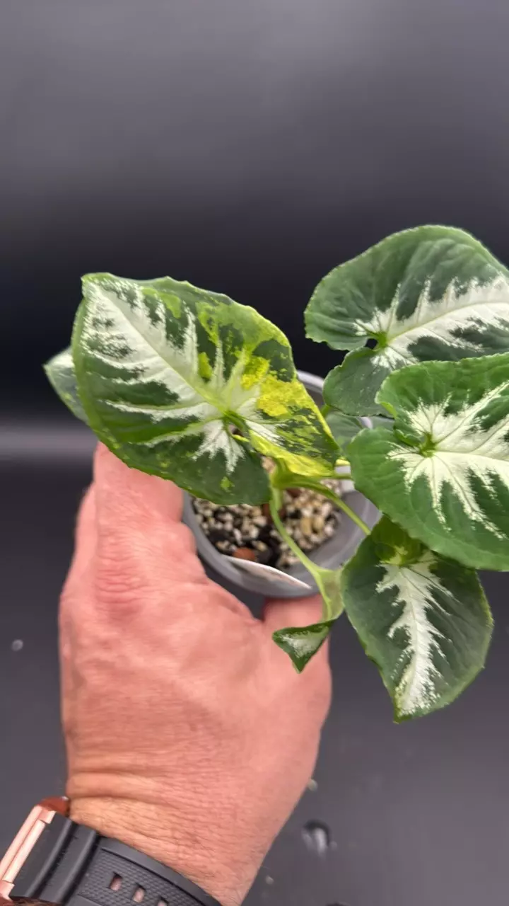 Scrambled egg syngonium - “Duck” thumbnail