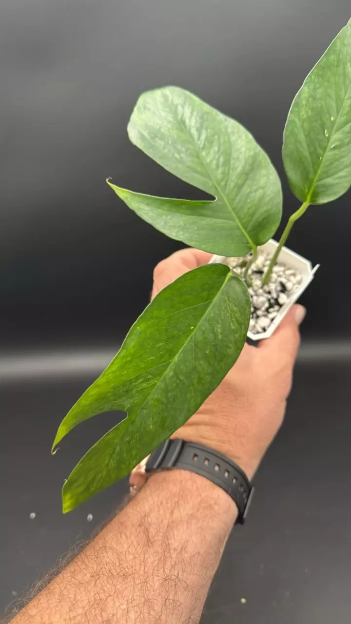 Mint epipremnum pinnatum - “Tuna” thumbnail