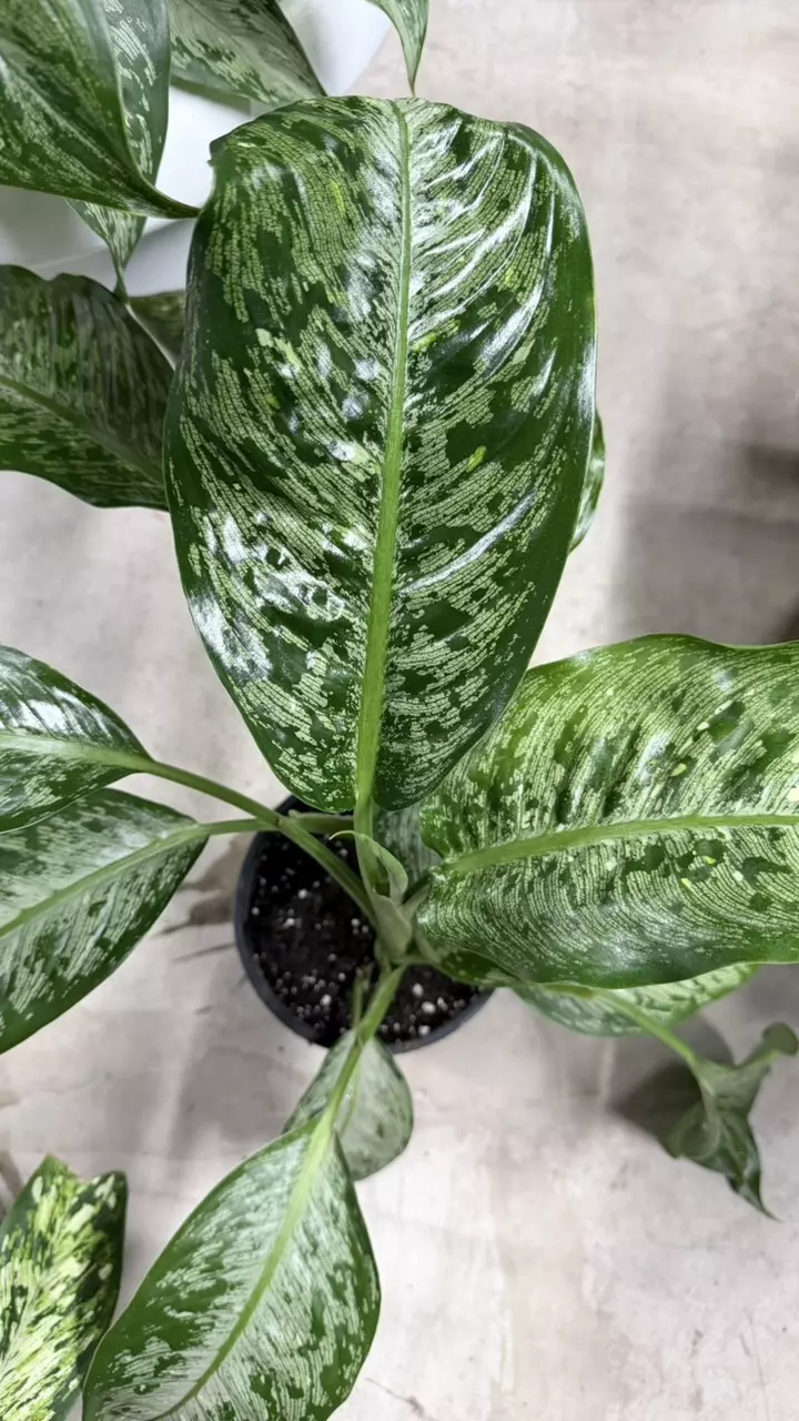 Aglaonema Crystal Bay (2 plants) thumbnail