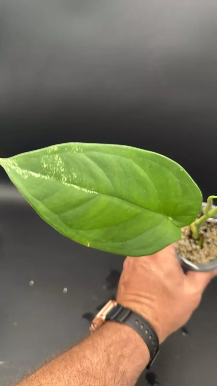 Variagated syngonium chiapense - “chance” thumbnail