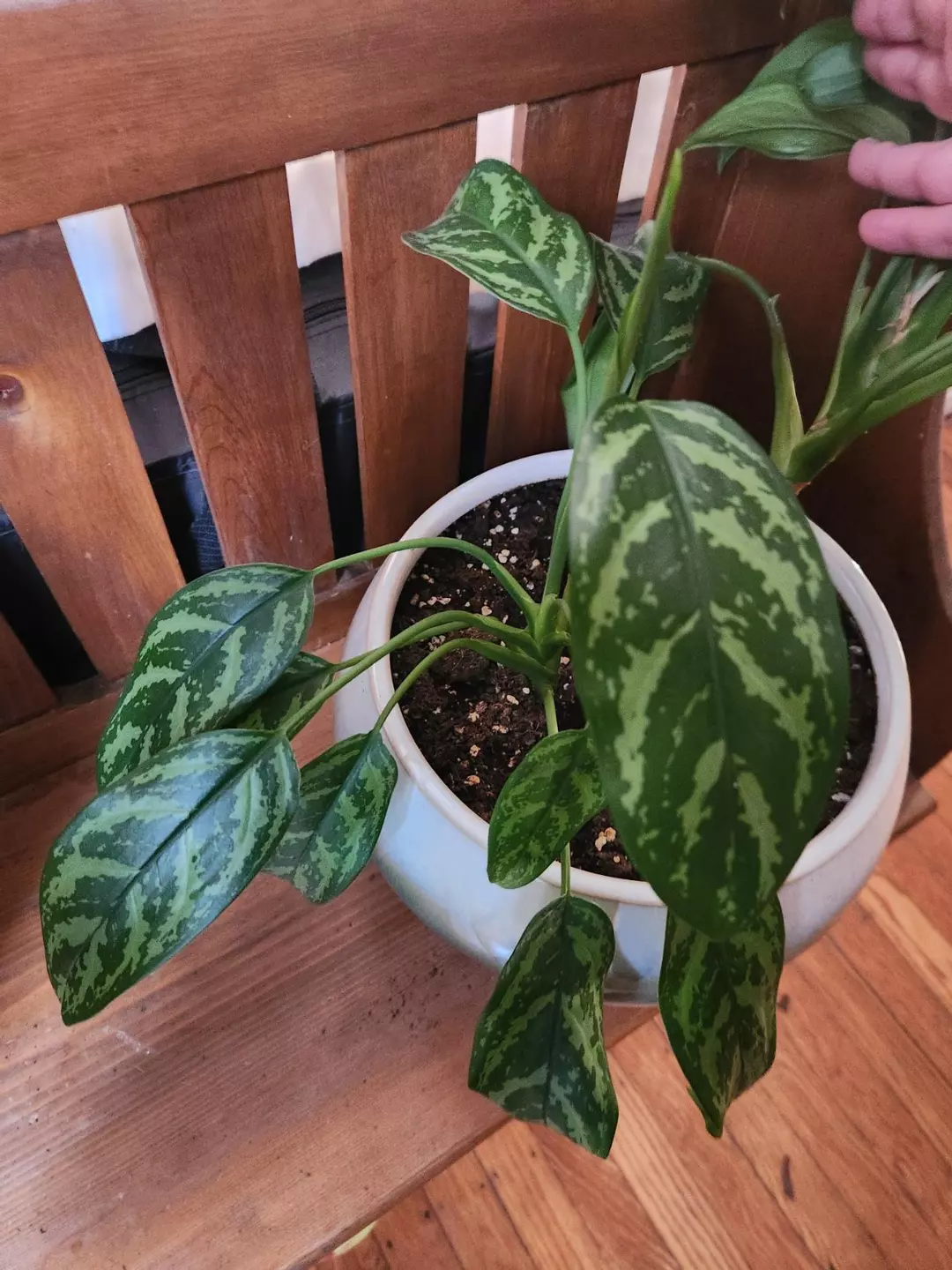 Aglaonema maria thumbnail