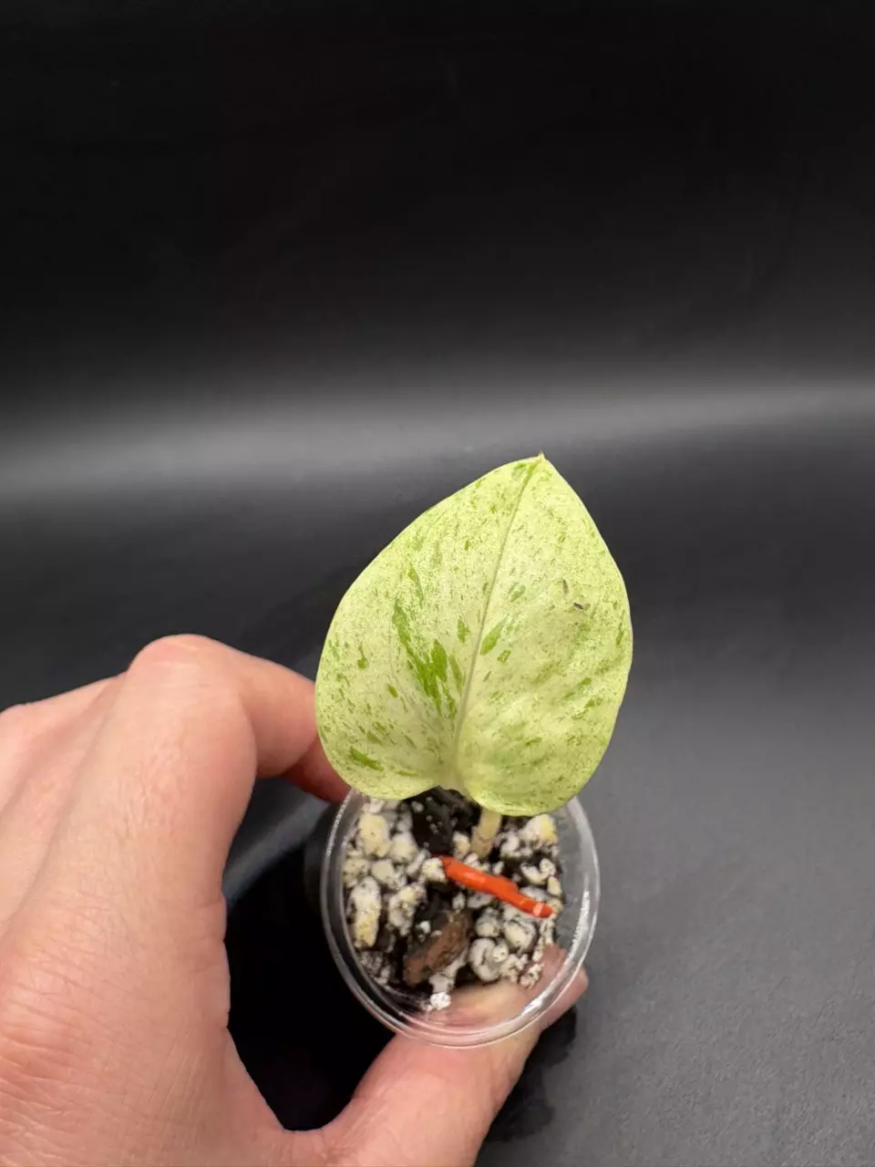 Snow queen pothos thumbnail